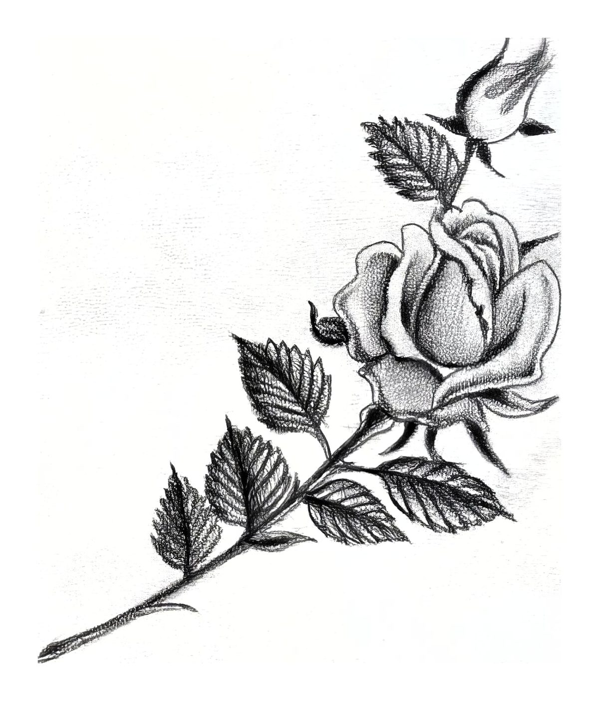 Elegant Fine Line Rose