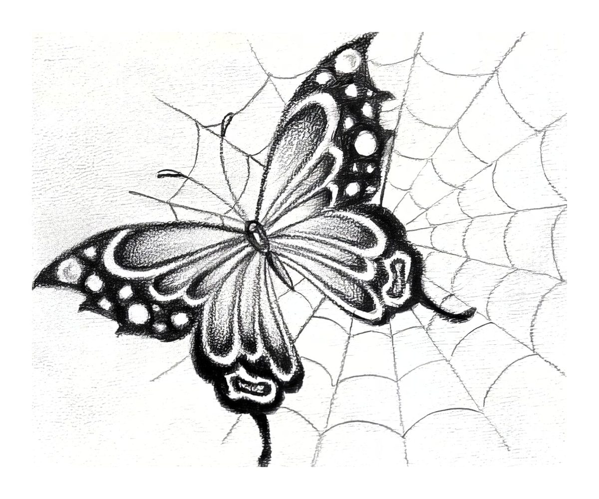 Butterfly and Web Fine Line