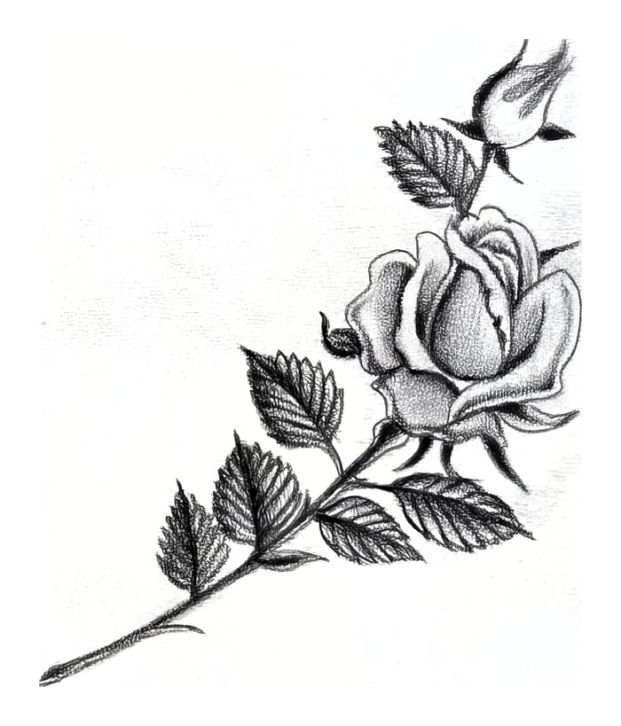 Elegant Fine Line Rose