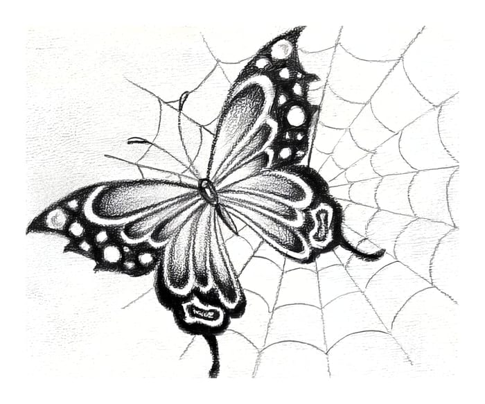 Butterfly and Web Fine Line